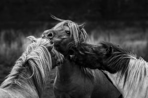 APS Behind the Lens: Three way battle