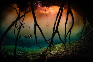 Ocean Art celebrates the best underwater photography in $60,000 comp