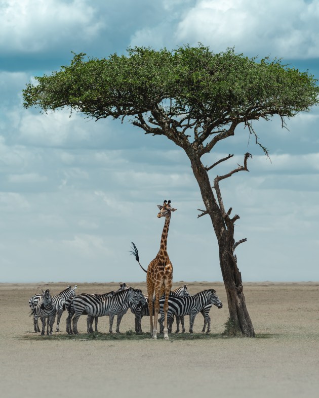 We were driving through a conservancy on the outskirts of the Maasai Mara, Kenya, when I spotted these zebras and a single giraffe resting in the shade of an acacia. I asked our driver to position the car so that the giraffe was in the centre, and by shooting at 10 fps I was able to capture its tail in action, which adds a sense of character to the image. I call this one “a unique ungulate family portrait”. Sony Alpha A7IV, FE 100-400mm f/4.5-5.6 GM lens @ 168mm, 1/1000 sec @ f/5.6, ISO 100.