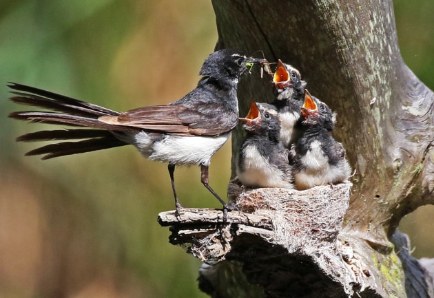A willy wagtail feeding chicks in Dora Creek, NSW.