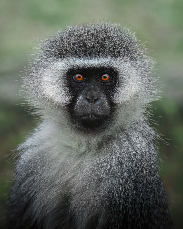 Vervet Monkey ⏤ South Africa. Whilst observing these monkeys in the heart of Kruger NP, I spotted this female who had a very piercing stare. A central frame felt like the obvious choice to capture this intimate portrait of her, showing off her amber eyes and her tiny little teeth. Sony Alpha A7IV, FE 100-400mm f/4.5-5.6 GM lens @ 400mm, 1/1600 sec @ f/5.6, ISO 800.