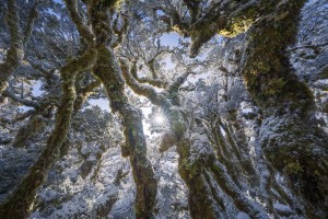 Behind the Lens: Enchanted forest