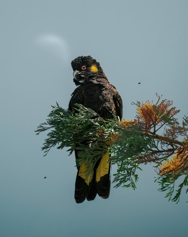 Yellow-tailed Black Cockatoo, Victoria. Four cockatoos were perched in a grevillea tree in my backyard when I spotted the moon setting in the distance. I positioned myself so that it would line up with this female sitting on the extended branch, and if you look closely you might even spot two little bees that were also flying past. It’s always a treat when things line up so perfectly. Sony A7 III, FE 100-400mm f/4.5-5.6 GM lens @ 400mm. 1/2000s @ f5.6, ISO 400.