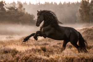 International Pet Photographer of the Year announces 2024 winners