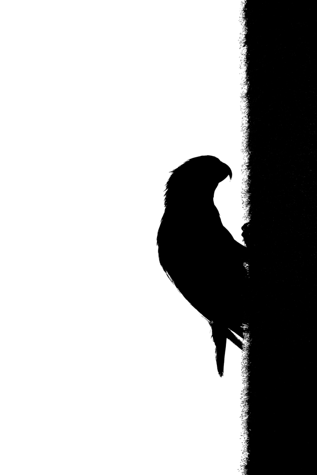 Nikon D850, 500mm f/5.6 lens. 1/8000s @ f5.6, ISO 800.