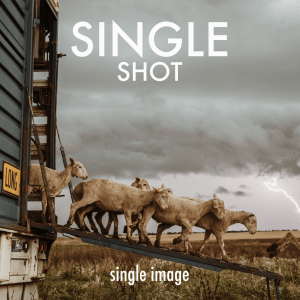 SINGLE SHOT 2024